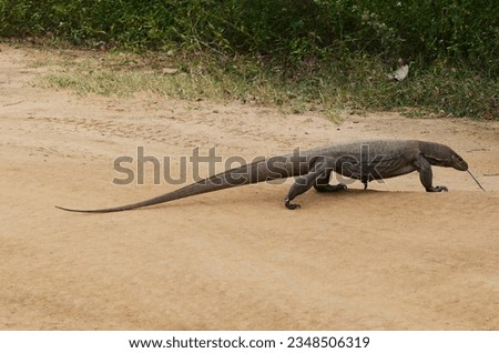 A Komodo dragon's curious journey unfolds as it crosses the road, tongue extended in a reptilian quest