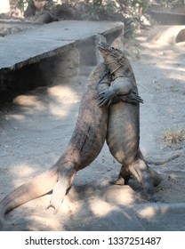 Komodo Dragons Fighting