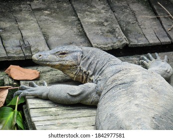 The Komodo Dragon's Little Twin Brother Sunbathing, Samarinda City, East Kalimantan, Indonesia