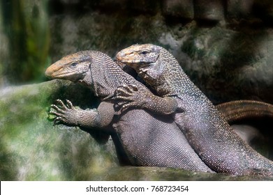 komodo-dragons-love-zoo-extinct-260nw-768723454.jpg