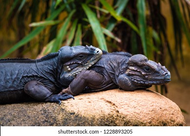 Komodo Dragons Mating Ritual