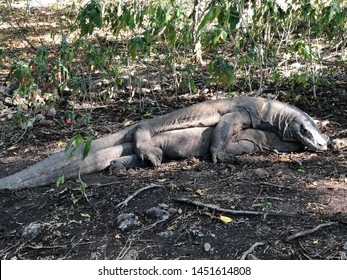 Komodo Dragons Mating In The Wild