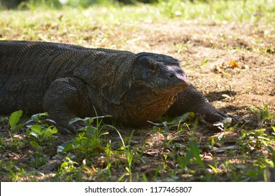 Komodo Dragons Outside Island Stock Photo 1177465807 | Shutterstock