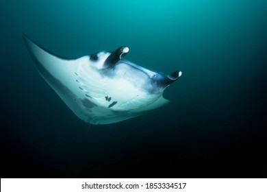 Komodo Islands Indonesia Reef Manta Ray Swimming In Deep Ocean Against Sunlight Filter Feeder