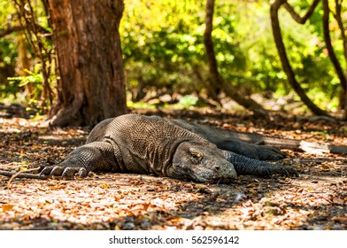 Komodo national park Images, Stock Photos & Vectors | Shutterstock