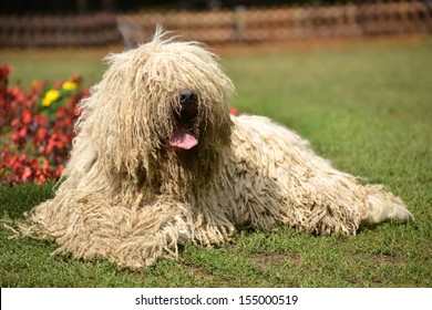 Komondor