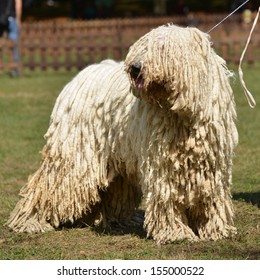 Komondor