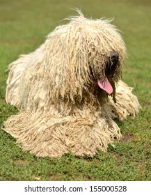 Komondor