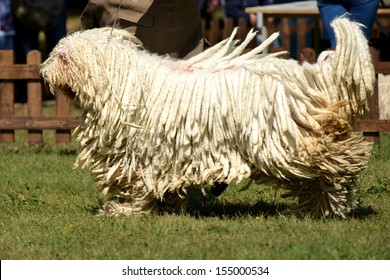 Komondor