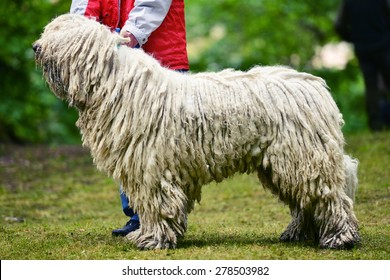 Komondor