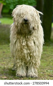 Komondor