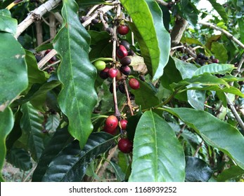 Kona Coffee Farm Tour Was Fun To Look Around In Hawaii.