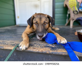 Kona Relaxing With His Favourite Toy