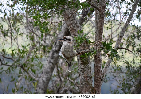 Kondalilla National Park - Australia :\
Kookaburra in the national park\
Kondalilla
