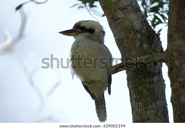 Kondalilla National Park - Australia :\
Kookaburra in the national park\
Kondalilla