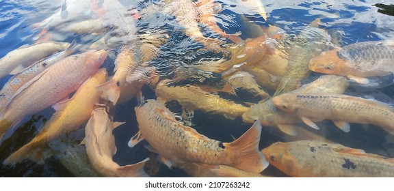 Ikan Hias Images Stock Photos Vectors Shutterstock