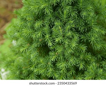 Konica - Canadian decorative popular spruce close-up, background horizontally.  Picea glauca. Pinaceae Family