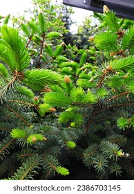 Konica is a decorative evergreen tree, Canadian spruce with a very dense pyramidal crown, perfect for landscape gardening, looks impressive in coniferous and mixed compositions.