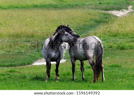 Similar – Pferdegeflüster Weide Gras