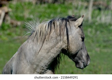 Konik Horses At The Oostvaardersplassen In Flevoland