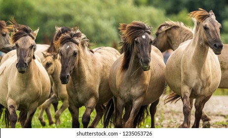 Konik Horses In The Oostvaardersplassen, Netherlands