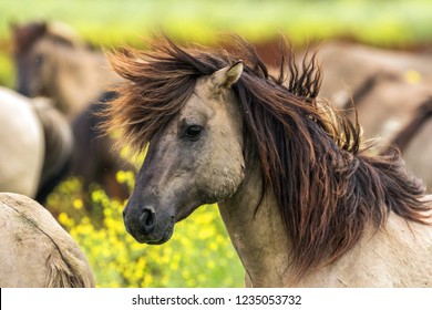 Konik Horses In The Oostvaardersplassen, Netherlands