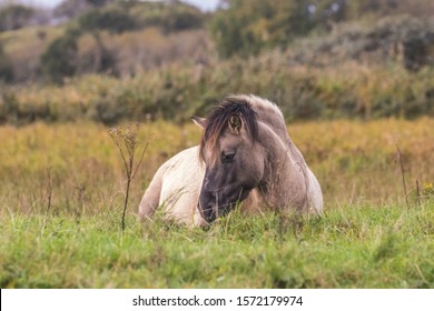 Konik Mare Horse Laying Down