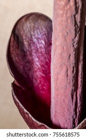 Konjac (Amorphophallus Konjac) In Greenhouse, Moscow Region, Russia