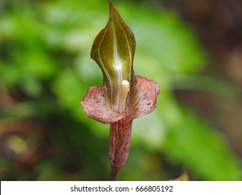 Konjac Flower