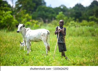 Konshisha LGA, Benue State Nigeria- April 21, 2016: Young African Cattle Herder In The Fields With His Livestock