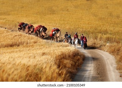 Konya, Turkey - October 17, 2018: The migration journey of the only family, who is a nomadic of Yellow Goats in Konya and migrated with their camels, started from the Taurus Mountains.