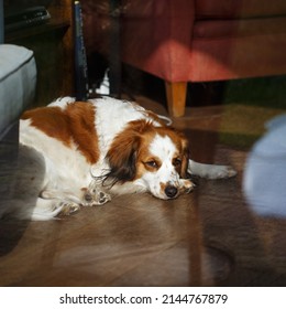 Kooikerhondje dog - spaniel type breed of dog lies in living room - Shutterstock ID 2144767879