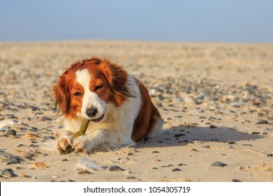 Kooikerhondje on the beach