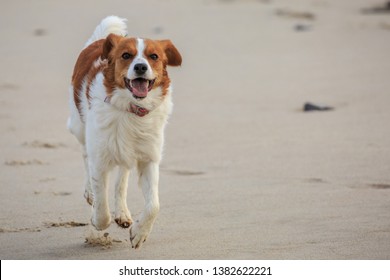 A Kooikerhondje running on the Beach in Denmark
