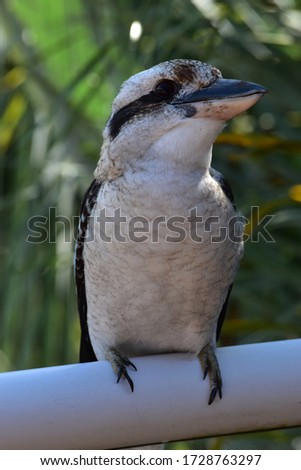 Kookabura posing with trees in background