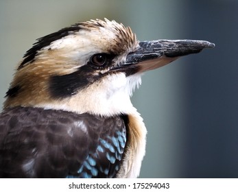 kookaburra