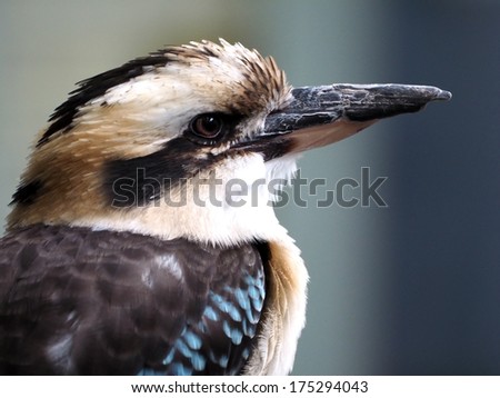 kookaburra
