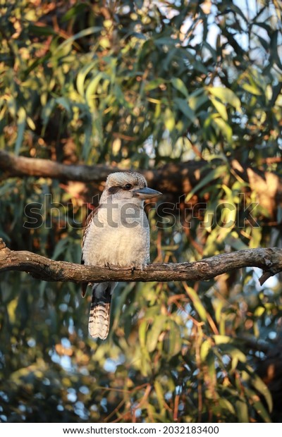 Kookaburra bird on a Gum tree\
branch