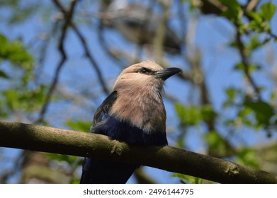 Kookaburra bird perched in a tree - Powered by Shutterstock