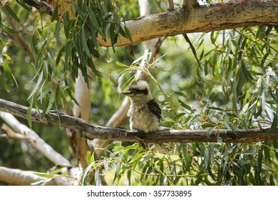 Kookaburra. Booderee National Park. Jervis Bay. NSW. Australia 