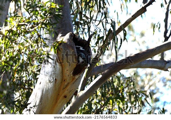 kookaburra feeding on gum\
tree