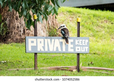 A Kookaburra Keeping Out Unwanted Guest