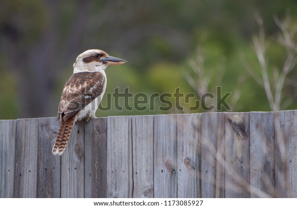 kookaburra in northern\
Queensland,\
Australia