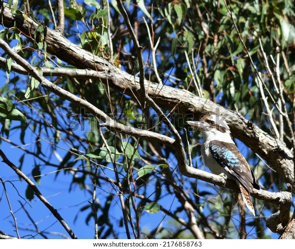kookaburra perched in gum\
tree