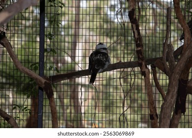 A kookaburra perched inside an aviary surrounded by trees.