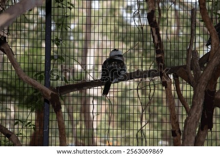 A kookaburra perched inside an aviary surrounded by trees.