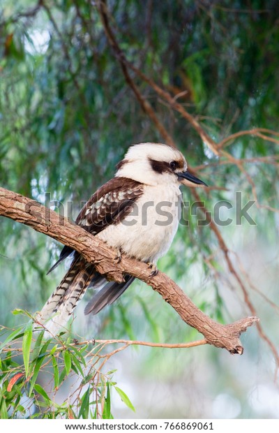 Kookaburra resting at the\
tree