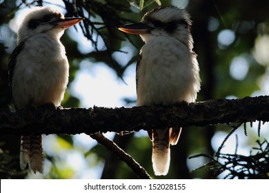 Kookaburra Sits In The Old Gum Tree Far North Queensland Australia