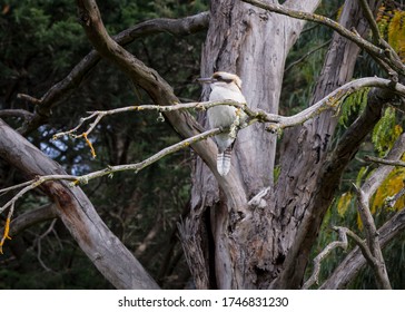 Kookaburra Sits In The Old Gum Tree