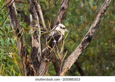 Kookaburra Sits In The Old Gum Tree